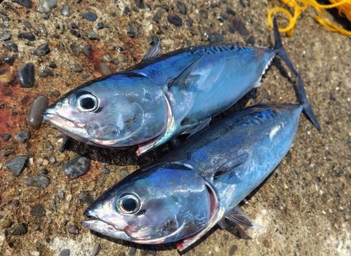 ソウダガツオの釣果