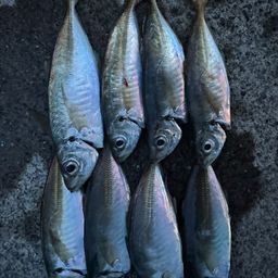 アジ