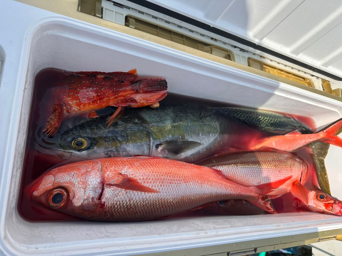 蒲焼さんの釣果 2枚目の画像