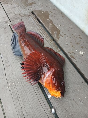 アブラコの釣果