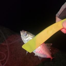 アジ