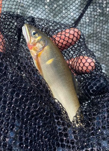 アユの釣果