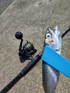 サバの釣果