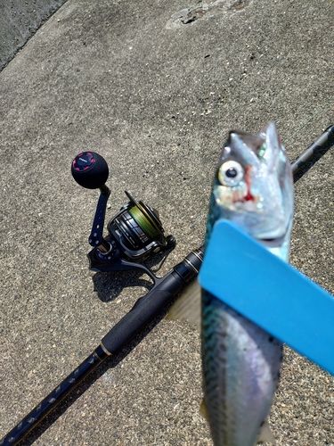 サバの釣果