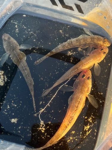 ハゼの釣果