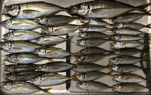 マアジの釣果