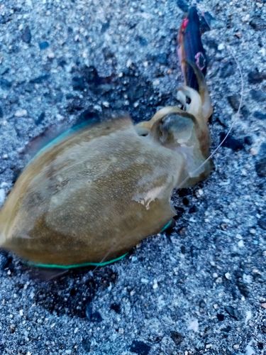 モンゴイカの釣果