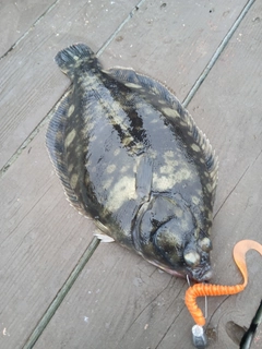 カレイの釣果