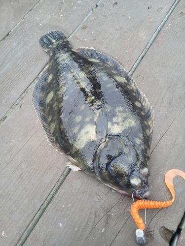カレイの釣果