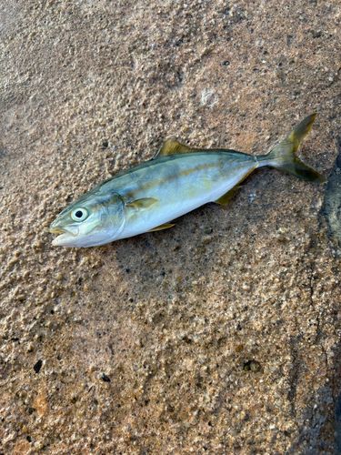 ツバスの釣果