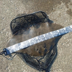 ツバクロエイの釣果