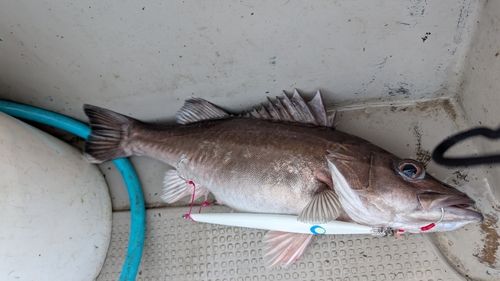 アラの釣果