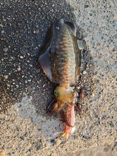 アオリイカの釣果
