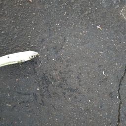 サバ