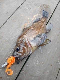 ガヤの釣果