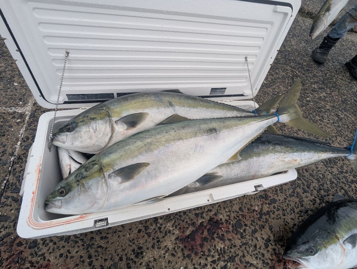 y.mtさんの釣果 1枚目の画像