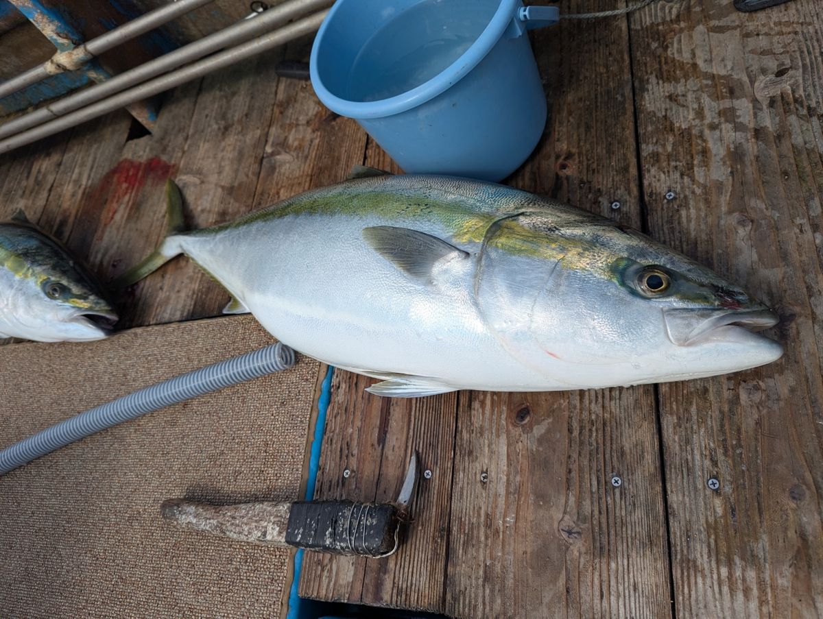 y.mtさんの釣果 2枚目の画像