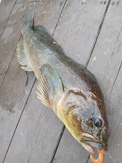 アブラコの釣果