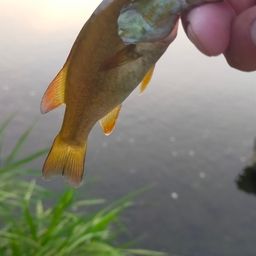 スモールマウスバス