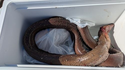 ホタテウミヘビの釣果