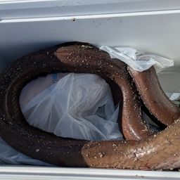 ホタテウミヘビ