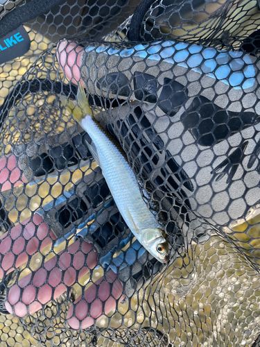 オイカワの釣果