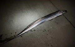 タチウオの釣果
