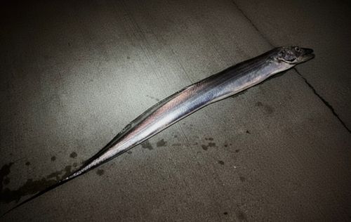タチウオの釣果