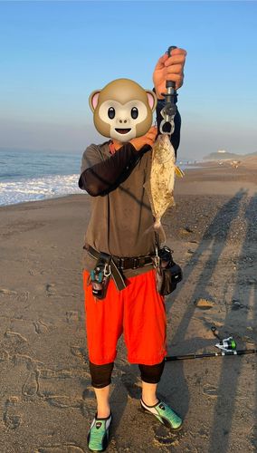 ショゴの釣果