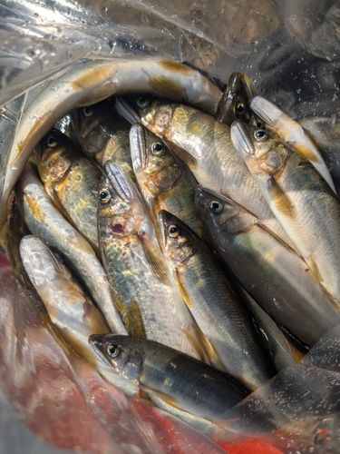 アユの釣果