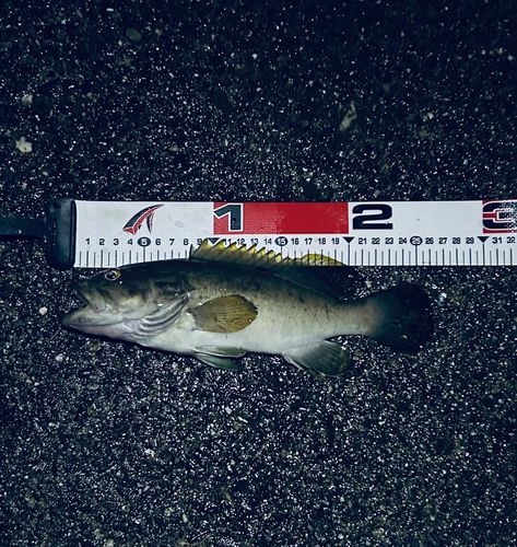マハタの釣果