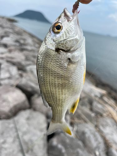 キビレの釣果