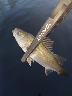 セイゴ（マルスズキ）の釣果