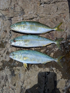 ワカシの釣果