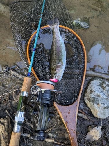 ニジマスの釣果