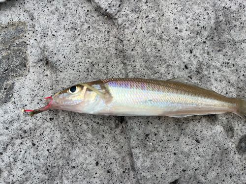 キスの釣果