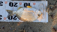 ヘダイの釣果