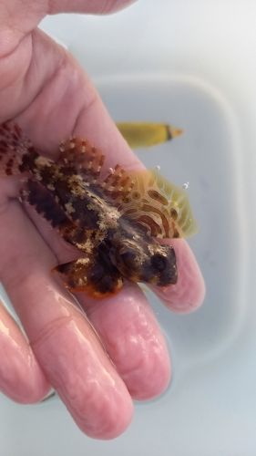 チョウチョウウオの釣果