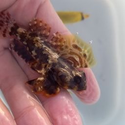 チョウチョウウオ