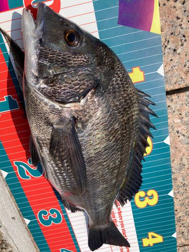 チヌの釣果