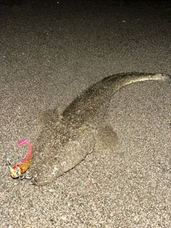 マゴチの釣果
