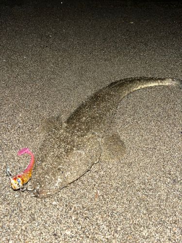 マゴチの釣果
