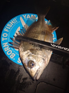 キビレの釣果