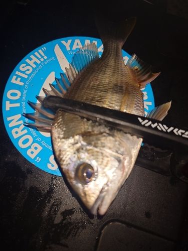 キビレの釣果