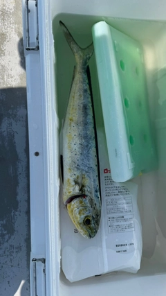 シイラの釣果