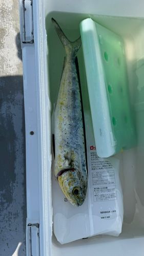 シイラの釣果