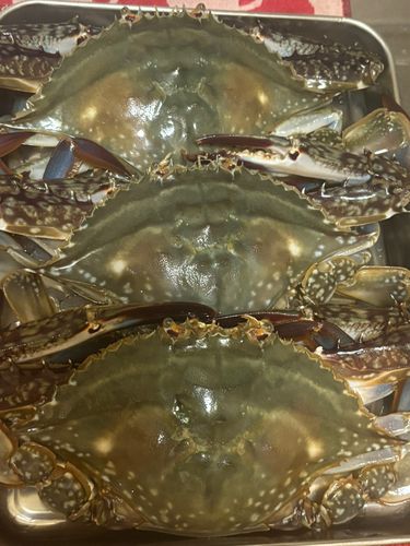 ワタリガニの釣果