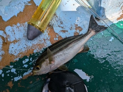 イサキの釣果