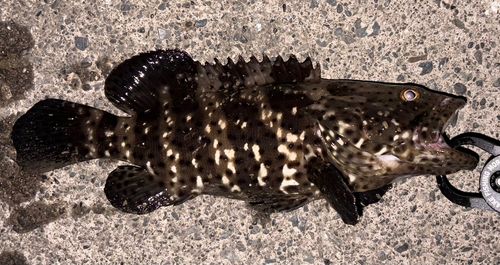 ヤイトハタの釣果