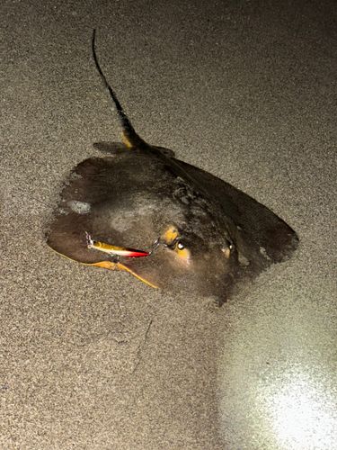 アカエイの釣果